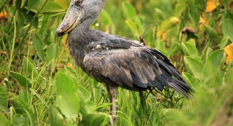 Shoebill in the Wild - Uganda, Africa