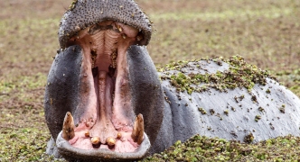 Hippo - Okavango Delta - Moremi N.P.