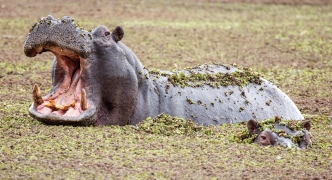 Hippo - Okavango Delta - Moremi N.P.