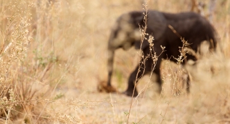 Elephant - Okavango Delta - Moremi N.P.