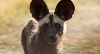 Wild Dog - Okavango Delta - Moremi N.P.