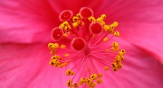 Inside of Flower