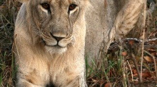 Lion - Africa