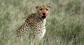 Cheetah - Serengeti, Africa
