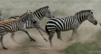 Zebra Running - Serengeti Safari, Tanzania, Africa