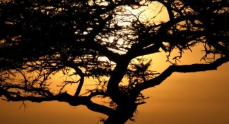Acacia Tree Sunset, Serengeti, Africa