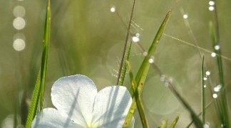 Morning Dew and White Flower, Africa