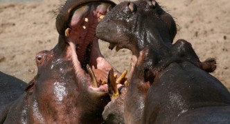 Hippos Fighting in Africa
