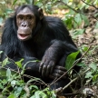 20-WildChimpanzee-12x18-L