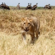 Lion - Okavango Delta - Moremi N.P.
