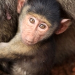Baby Baboon - Kenya