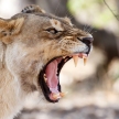 Lion Jaws - Okavango Delta - Moremi N.P.
