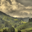 Tea Plantation, Malaysia