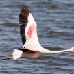 Flamingo Flying - Namibia