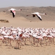 Flamingo Flying - Namibia