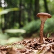 Wild Mushroom in Forest