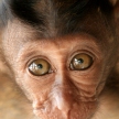 Long Tailed Macaque Baby