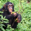Chimpanzee - Uganda