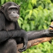 Chimpanzee - Uganda