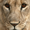 Tarangire National Park, Tanzania, Africa