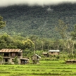 Rice Fields - Laos