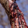 Tree Bleeding in Chobe N.P. Botswana, Africa