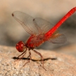 Red Dragonfly