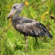 Shoebill in the Wild - Uganda, Africa