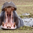 Hippo - Okavango Delta - Moremi N.P.