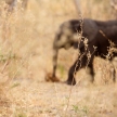 Elephant - Okavango Delta - Moremi N.P.