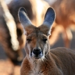 Red Kangaroo, Australia