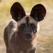 Wild Dog - Okavango Delta - Moremi N.P.
