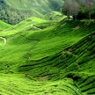 Tea Plantation, Malaysia