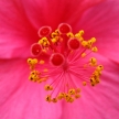 Inside of Flower