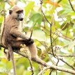 Olive Baboon - Bigodi Wetlands - Uganda, Africa