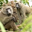 Olive Baboon - Bigodi Wetlands - Uganda, Africa