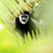 Black and White Colobus - Bigodi Wetlands - Uganda, Africa