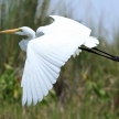 Great White Egret - Lake Opeta - Uganda, Africa