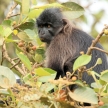 Grey-Cheeked Mangabey - Bigodi Wetlands - Uganda, Africa