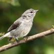 Grey Throated Flycatcher - Bigodi Wetlands - Uganda, Africa