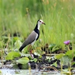 Lake Anapa - Uganda, Africa