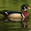 Wood Duck - Stanley Park, Vancouver
