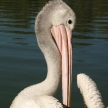 Pelican - Willandra Lakes National Park, UNESCO, Australia