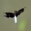Dragonfy - Bigodi Wetlands - Uganda, Africa