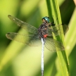 Dragonfy - Bigodi Wetlands - Uganda, Africa