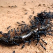Ants Eating Centipede, Cambodia