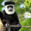 Black and White Colobus - Uganda, Africa