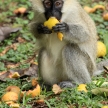 Vervet Monkey - Uganda, Africa