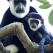 Black and White Colobus - Uganda, Africa