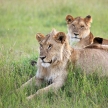 Lion Couple - Maasai Mara Reserve - Kenya